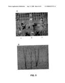 Methods for Enhancing Expression of Secondary Cell Wall Cellulose Synthases in Plants diagram and image