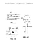 Transplantation of Glial Restricted Precursor-Derived Astrocytes for Promotion of Axon Growth diagram and image