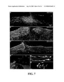 Transplantation of Glial Restricted Precursor-Derived Astrocytes for Promotion of Axon Growth diagram and image