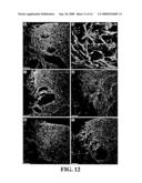 Transplantation of Glial Restricted Precursor-Derived Astrocytes for Promotion of Axon Growth diagram and image