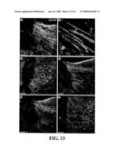 Transplantation of Glial Restricted Precursor-Derived Astrocytes for Promotion of Axon Growth diagram and image