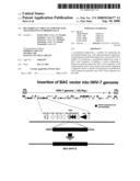 Recombinant virus vector for gene transfer into lymphoid cells diagram and image