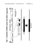 Recombinant virus vector for gene transfer into lymphoid cells diagram and image