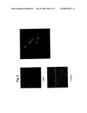 Recombinant virus vector for gene transfer into lymphoid cells diagram and image