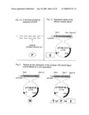 Nucleic acids encoding fusion proteins based on ribosome-inactivating proteins of the mistletoe Viscum Album diagram and image