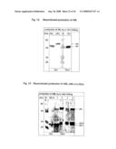 Nucleic acids encoding fusion proteins based on ribosome-inactivating proteins of the mistletoe Viscum Album diagram and image