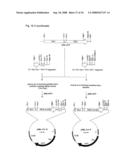 Nucleic acids encoding fusion proteins based on ribosome-inactivating proteins of the mistletoe Viscum Album diagram and image