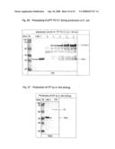 Nucleic acids encoding fusion proteins based on ribosome-inactivating proteins of the mistletoe Viscum Album diagram and image