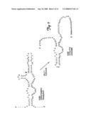 Circular DNA vectors for synthesis of RNA and DNA diagram and image