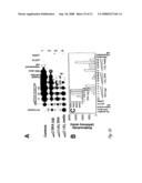 Circular DNA vectors for synthesis of RNA and DNA diagram and image