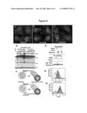 COMPOSITIONS AND METHODS FOR REGULATING RECEPTOR CLUSTERING diagram and image