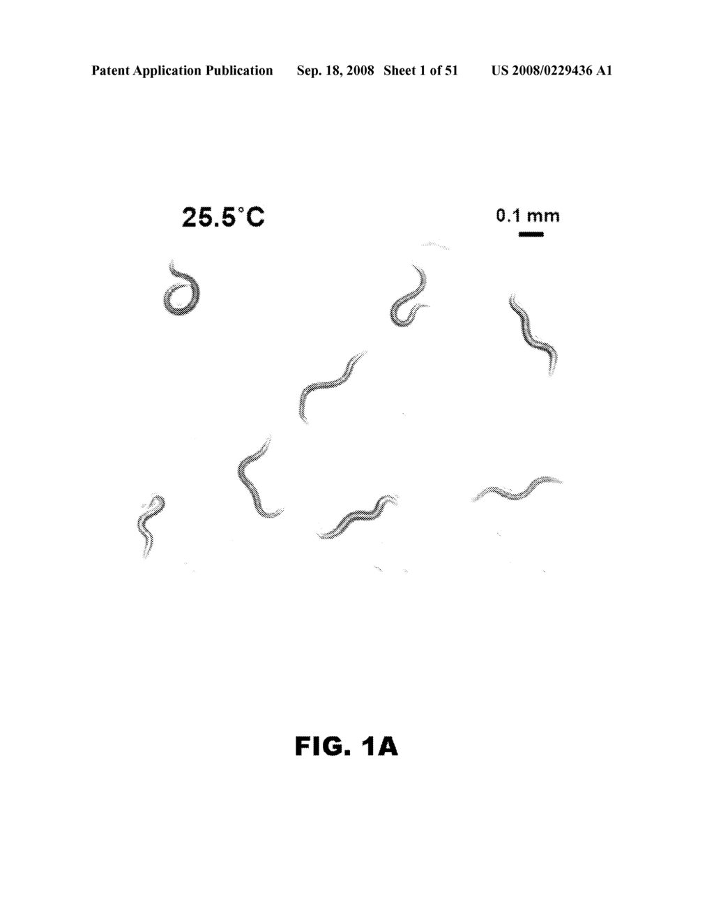 METHODS FOR IDENTIFYING MODULATORS OF LIFESPAN AND RESISTANCE TO OXIDATIVE STRESS - diagram, schematic, and image 02