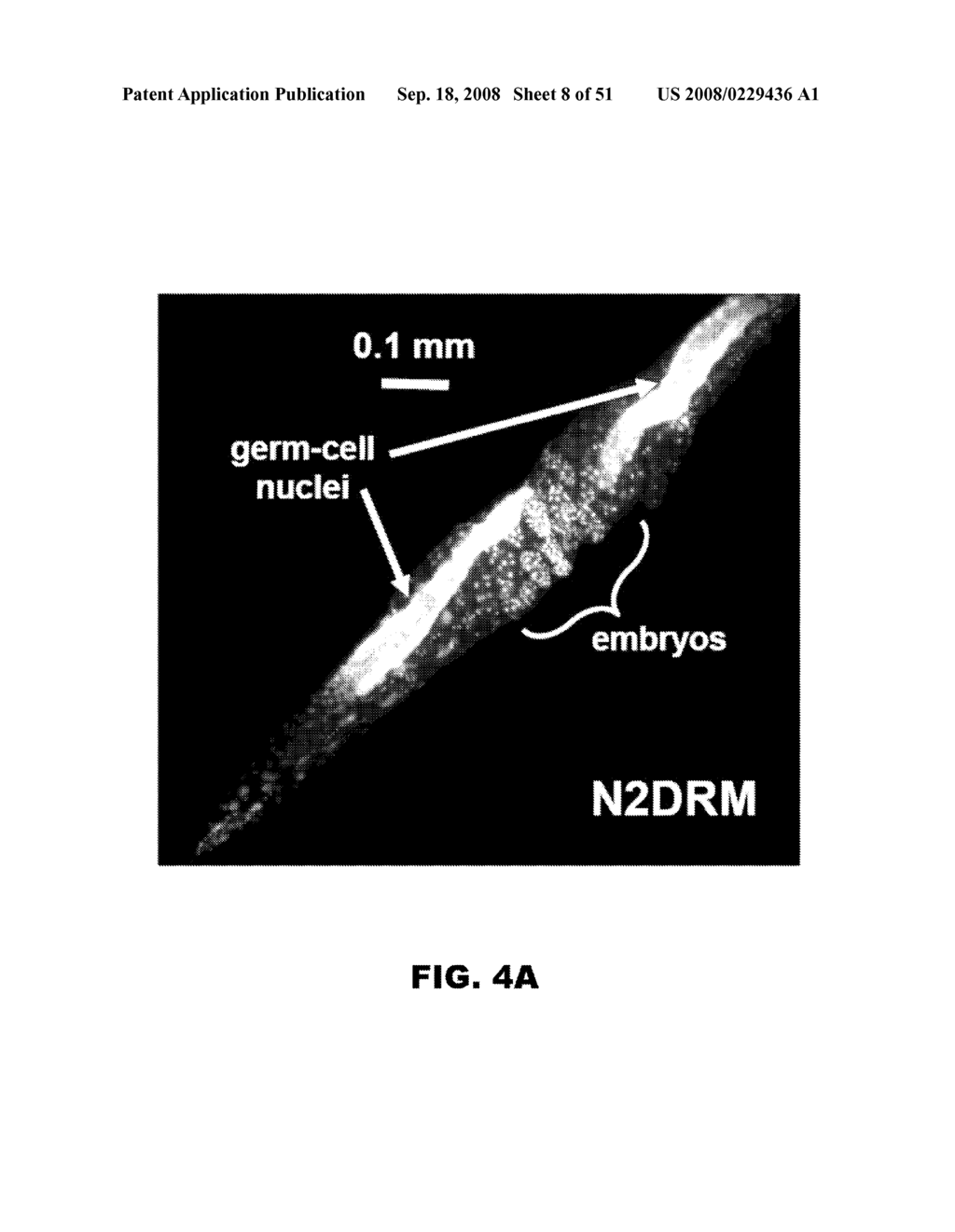 METHODS FOR IDENTIFYING MODULATORS OF LIFESPAN AND RESISTANCE TO OXIDATIVE STRESS - diagram, schematic, and image 09