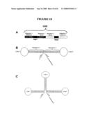 Recombinant DNA constructs and methods for controlling gene expression diagram and image