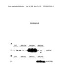 Recombinant DNA constructs and methods for controlling gene expression diagram and image