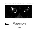 Apple tree named  Masonova  diagram and image