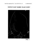 Hosta plant named  Blue Ivory  diagram and image