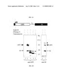 Methods and Compositions for Vaccination of Animals with Prrsv Antigens with Improved Immunogenicity diagram and image