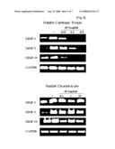 Composition Comprising the Extract of Siegesbeckiae Herba For Preventing and Treating Arthritis and the Use Thereof diagram and image