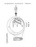 Inhibitors of viral entry screening method diagram and image