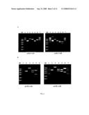 PRODUCTION OF RECOMBINANT COLLAGENASES COLG AND COLH IN ESCHERICHIA COLI diagram and image