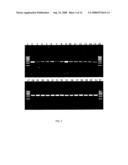 PRODUCTION OF RECOMBINANT COLLAGENASES COLG AND COLH IN ESCHERICHIA COLI diagram and image