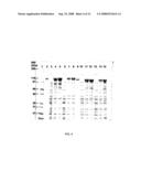 PRODUCTION OF RECOMBINANT COLLAGENASES COLG AND COLH IN ESCHERICHIA COLI diagram and image