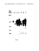 PRODUCTION OF RECOMBINANT COLLAGENASES COLG AND COLH IN ESCHERICHIA COLI diagram and image