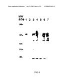 PRODUCTION OF RECOMBINANT COLLAGENASES COLG AND COLH IN ESCHERICHIA COLI diagram and image