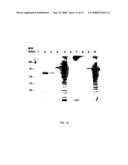 PRODUCTION OF RECOMBINANT COLLAGENASES COLG AND COLH IN ESCHERICHIA COLI diagram and image