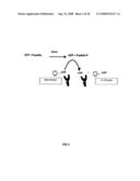 Assay Method for Group Transfer Reactions diagram and image