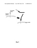 Cell Penetrating Peptides diagram and image