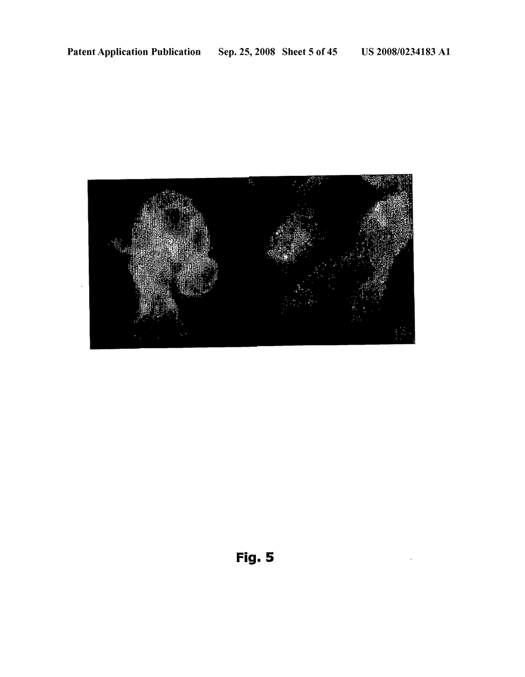 Cell Penetrating Peptides - diagram, schematic, and image 06