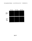 Cell Penetrating Peptides diagram and image