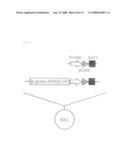 Artificial mammalian chromosome diagram and image