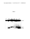 Anti-PRL-3 antibodies and methods of use thereof diagram and image