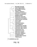 Parasite Vaccine diagram and image