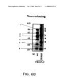 Vascular Endothelial Growth Factor C (VEGF-C) Protein and Gene, Mutants Thereof, and Uses Thereof diagram and image