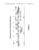 Vascular Endothelial Growth Factor C (VEGF-C) Protein and Gene, Mutants Thereof, and Uses Thereof diagram and image