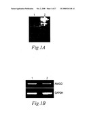 Transmembrane protein amigo and uses thereof diagram and image