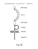 Transmembrane protein amigo and uses thereof diagram and image