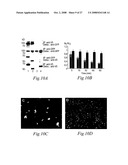 Transmembrane protein amigo and uses thereof diagram and image