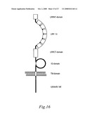 Transmembrane protein amigo and uses thereof diagram and image