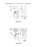 Transmembrane protein amigo and uses thereof diagram and image