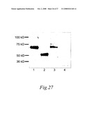 Transmembrane protein amigo and uses thereof diagram and image