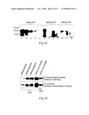 Transmembrane protein amigo and uses thereof diagram and image