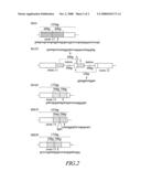 Nucleic acid encoding receptor type protein kinase diagram and image