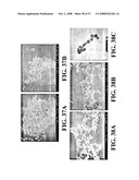 Nanoshells and Discrete Polymer-Coated Nanoshells, Methods For Making and Using Same diagram and image