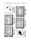 Nanoshells and Discrete Polymer-Coated Nanoshells, Methods For Making and Using Same diagram and image