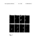 Method and microarray for detecting herpesviruses diagram and image